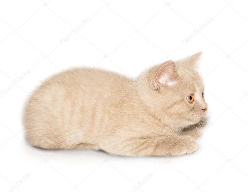 Ginger British Cat Stock Photo C Dmitriykp 46248917
