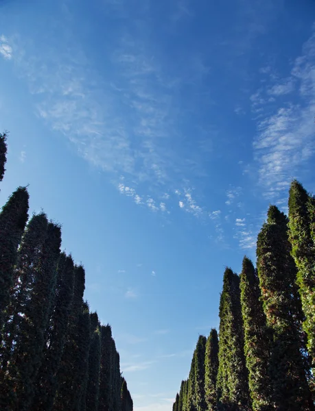 Bäume Allee am blauen Himmel — Stockfoto