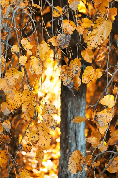 Árvore outono amarelo — Fotografia de Stock