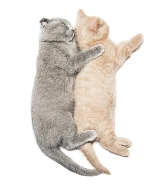 Two kittens — Stock Photo, Image