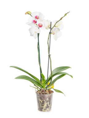 orkide çiçekleri