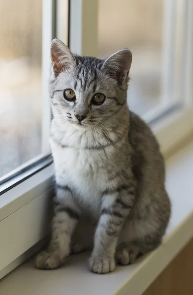 Ventana gato — Foto de Stock