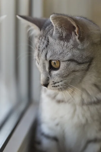 Кошачье окно — стоковое фото