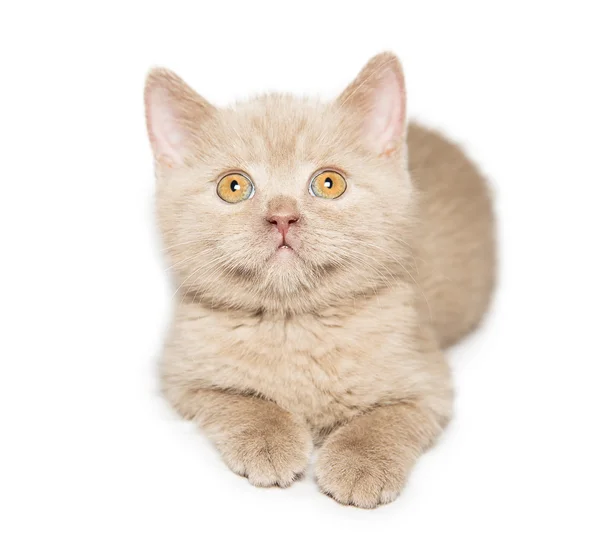Рыжая британская кошка — стоковое фото