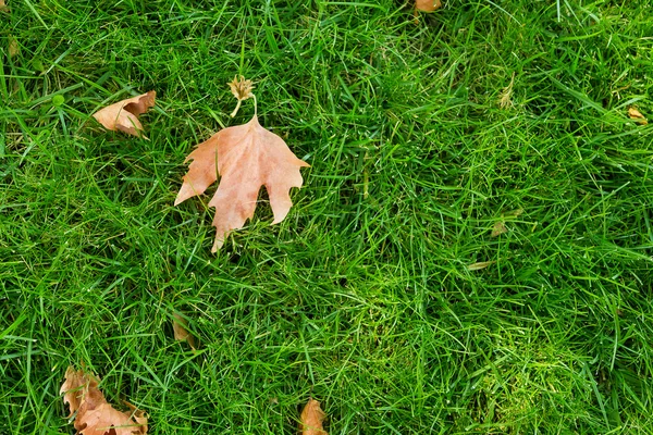 Зеленая трава с листьями — стоковое фото