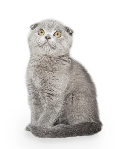 Gatto grigio — Foto Stock