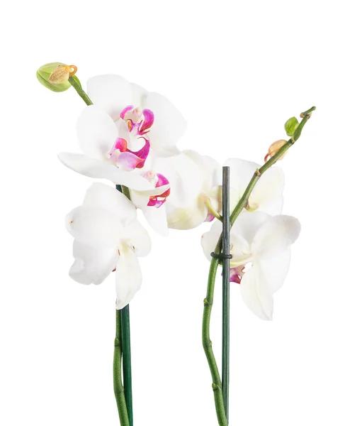 Orchideenblüten — Stockfoto