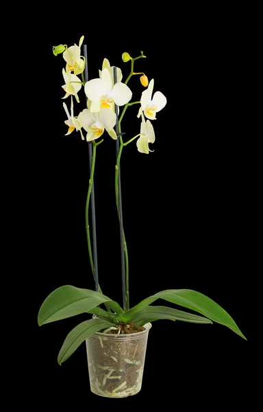 Orchidea in vaso — Foto Stock