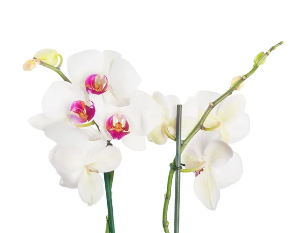 Orchideenblüten — Stockfoto