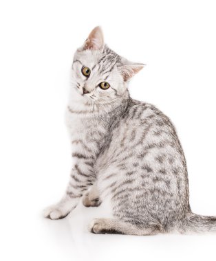 Gri kedi
