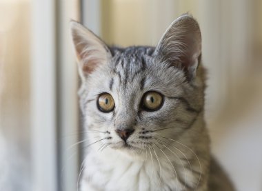 Şirin gri kedi