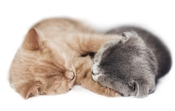 Два котенка обнимают сон — стоковое фото