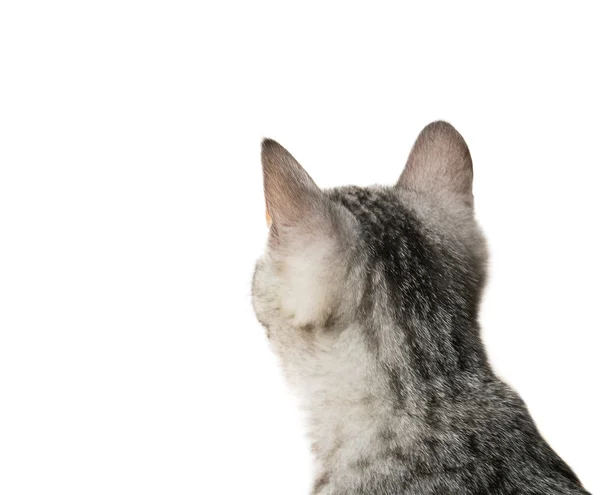 Cute gray cat — Stock Photo, Image