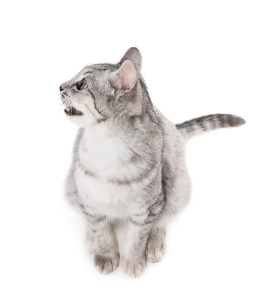 Cute gray cat — Stock Photo, Image