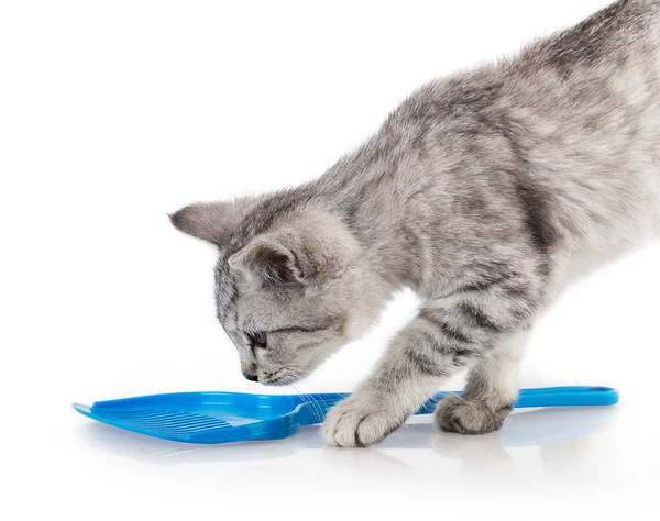 Lindo gato gris — Foto de Stock