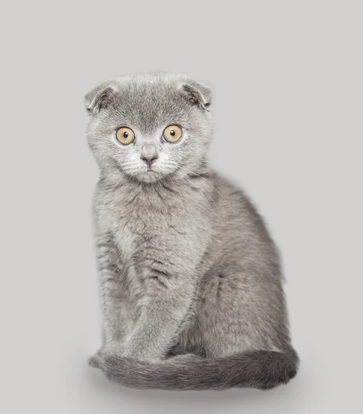 Scozzese Shorthair gatto — Foto Stock