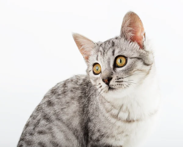 Gato gary bonito — Fotografia de Stock