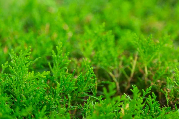 Groen gras — Stockfoto