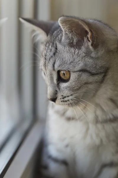 Bir pencere üzerinde kedi — Stok fotoğraf