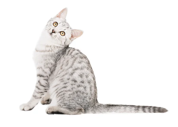 Schattige grijze kat — Stockfoto