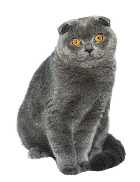 Britse vouw kat — Stockfoto