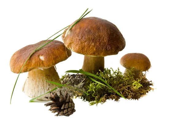 Üç boletus mantarı mantar