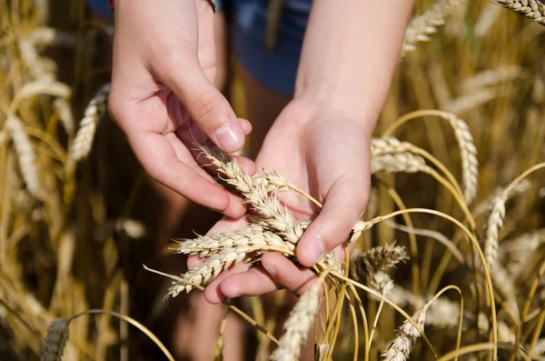 bir genç kız ve buğday