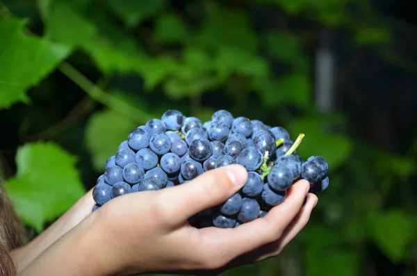 Mãos segurando um monte de uvas Imagens Royalty-Free