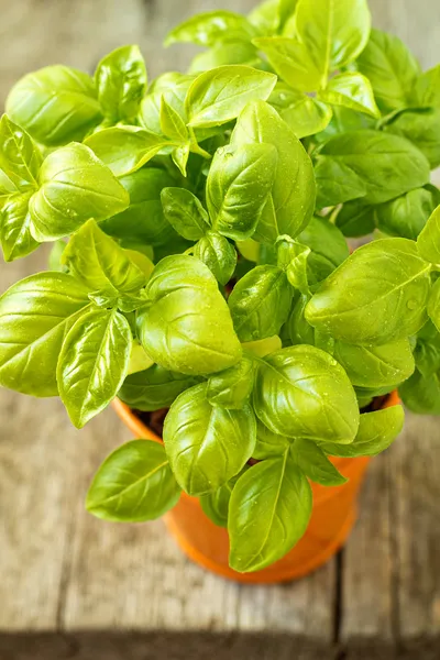 Albahaca fresca en una olla naranja sobre una mesa de madera — Foto de Stock