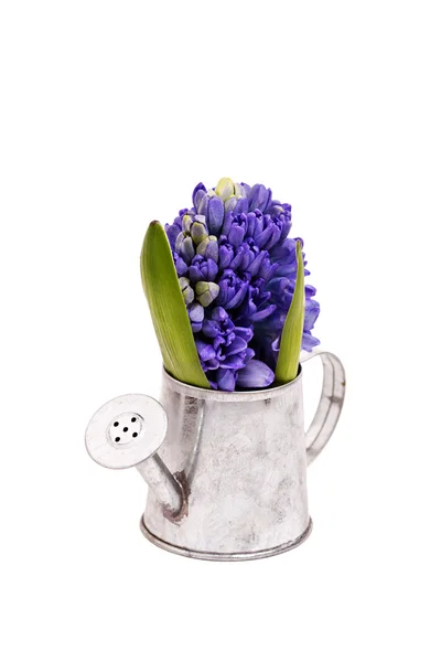 Blauwe hyacinten in een metalen gieter geïsoleerd op wit — Stockfoto