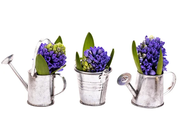 Blauwe hyacinten in metalen emmer en gieters geïsoleerd op wit — Stockfoto