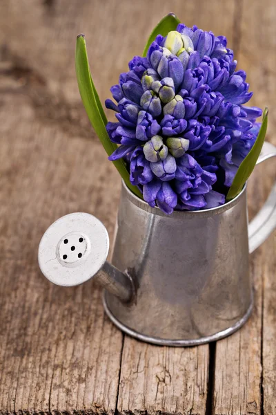 Jacinthe bleue dans un arrosoir en métal sur fond en bois — Photo