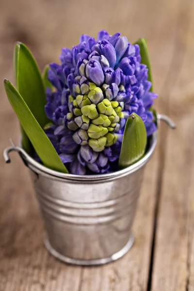 Jacinthe bleue dans un seau en métal sur fond en bois — Photo