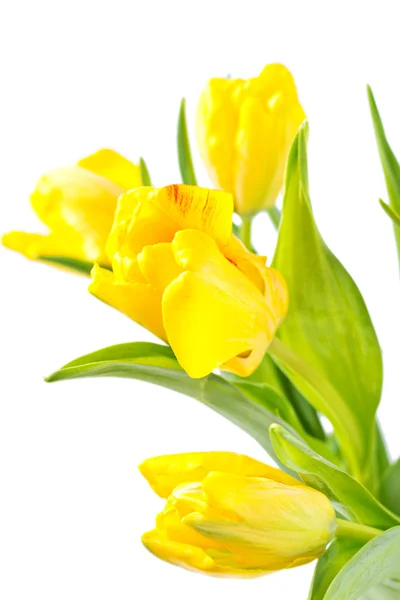 Tulipani gialli — Foto Stock