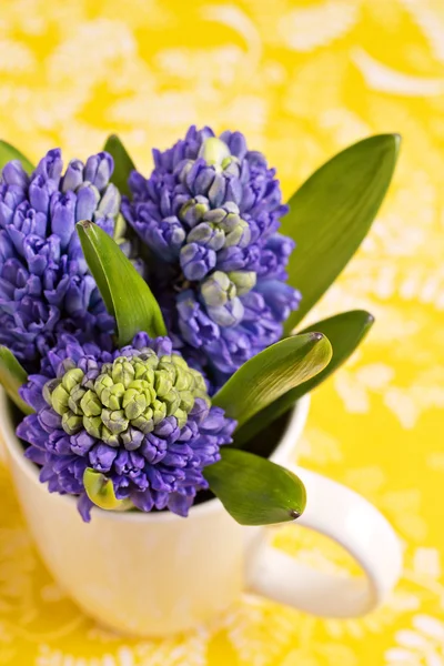 Jacinthes bleues en tasse blanche — Photo