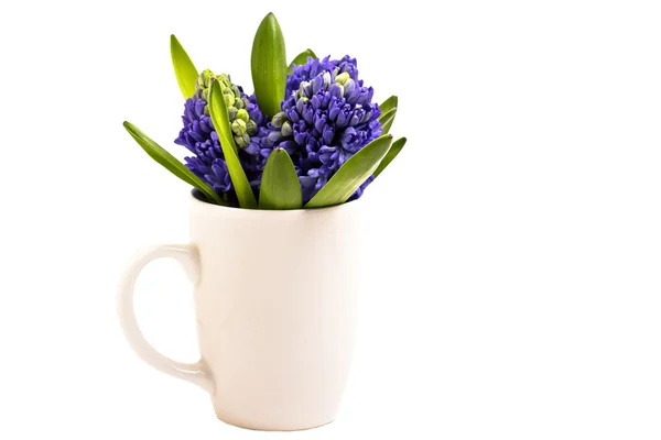 Blauwe hyacinten in witte kop — Stockfoto