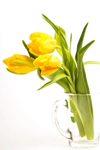 Tulipanes amarillos en una taza en blanco — Foto de Stock