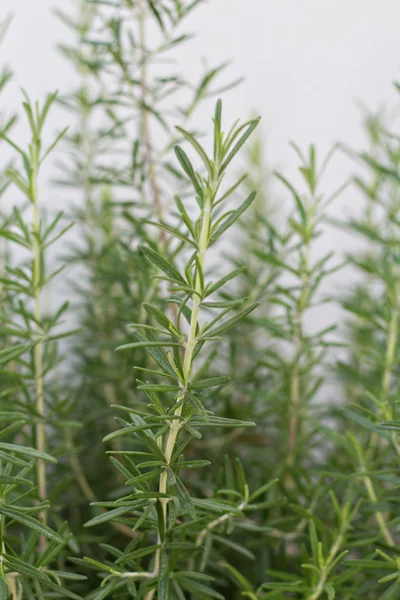 Closeup of the herb rosemary growing