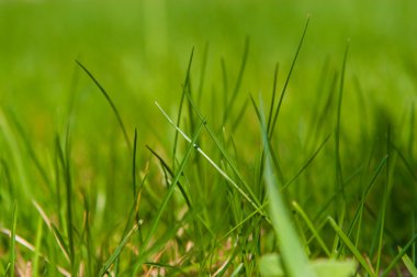 Taze yeşil çimenler