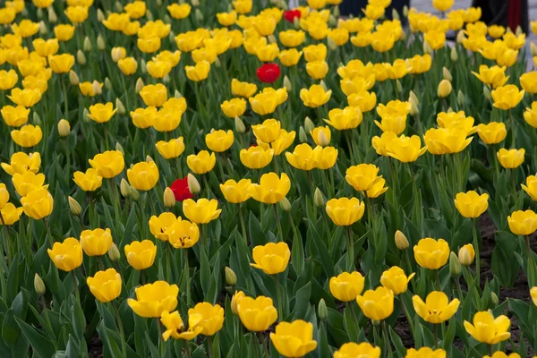 Tulipanes amarillos — Foto de Stock