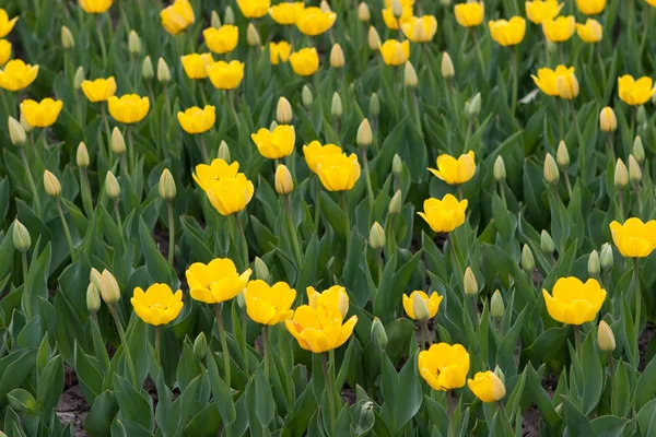 Tulipanes amarillos —  Fotos de Stock