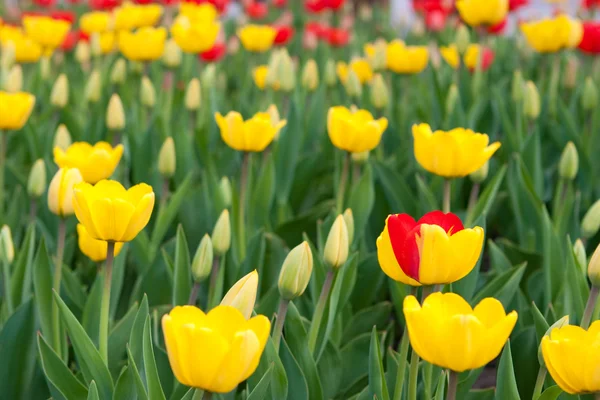 Tulipas amarelas — Fotografia de Stock