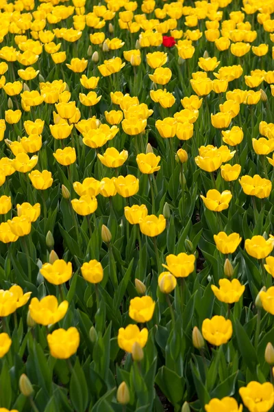 Gelbe Tulpen — Stockfoto