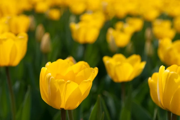 Gelbe Tulpen — Stockfoto