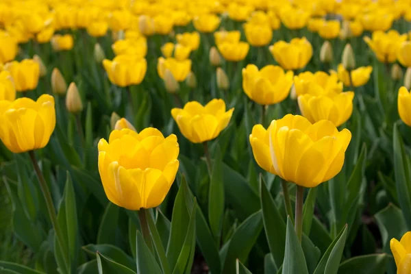 Tulipas amarelas — Fotografia de Stock