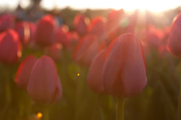 Roze tulpen — Stockfoto