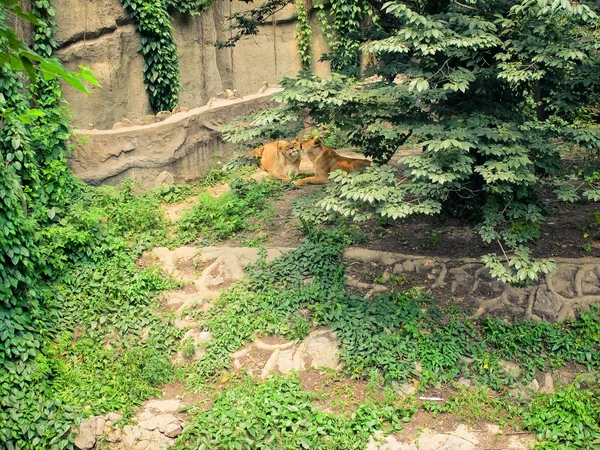 Lions in volière — Stockfoto