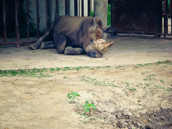 Nosorożca w zoo — Zdjęcie stockowe