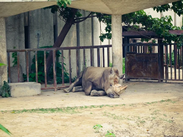 Nashorn im Zoo — Stockfoto