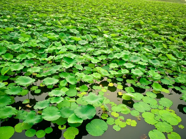 Pink lotus blossoms or water lily flowers blooming on pond — Stock Photo, Image